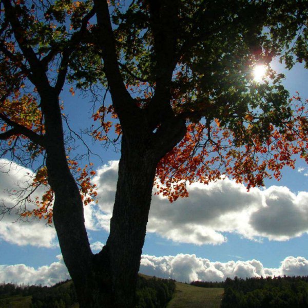 Exigencia de Pesaje VGM